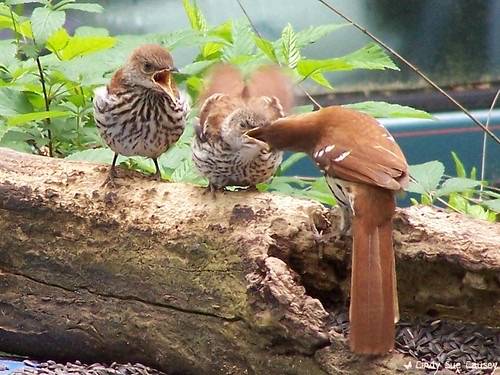 Adult Brown Thrasher Feeding Two Fledglings #Flickr12Days by Cindy Sue Causey is licensed under CC BY-NC-SA 2.0